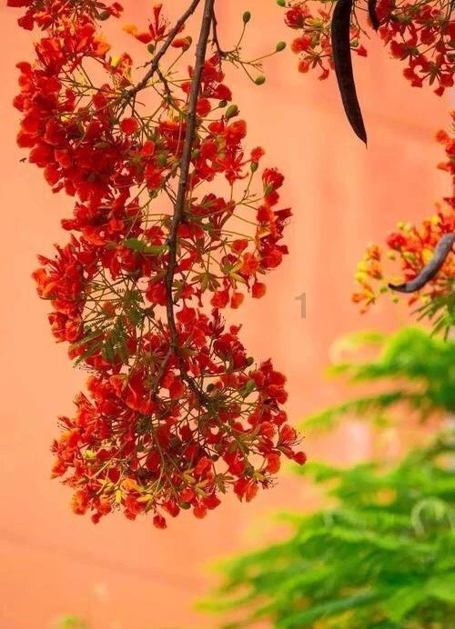 探索身为备受瞩目的花滑选手,王诗玥柳鑫宇艺术表现力有哪些不足?